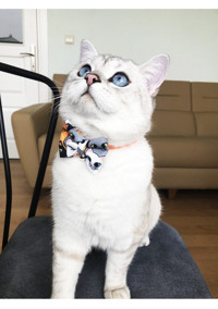 Patipatron Turuncu Ayarlanabilir Gezdirme Boyun Kedi Tasması