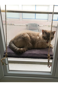 Patiderm Vantuzlu 35x50 cm Cama Yapışan Kedi Yatağı Gri