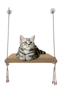 Patiderm Vantuzlu 35x50 cm Cama Yapışan Kedi Yatağı Bej