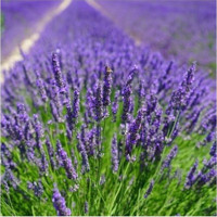 Serada Decor Plant 1 Adet Tüplü Lila Lavanta Fidesi