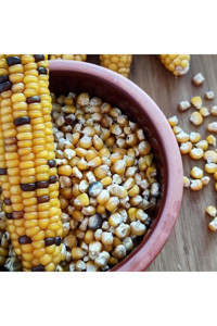Araştıran Doğal Hanımlar Ata Tohum Mısır 500 gr