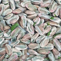 Fıstıkçı Pazarı Taze Gaziantep Tane Antep Fıstığı 4 kg