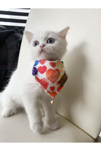 Patipatron PP-T1001 Fular S Renkli Gezdirme Boyun Kedi Tasması