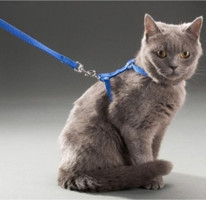 Beyemi Düz Güvenlikli Mavi Ayarlanabilir Gezdirme Boyun-Göğüs Kedi Tasması