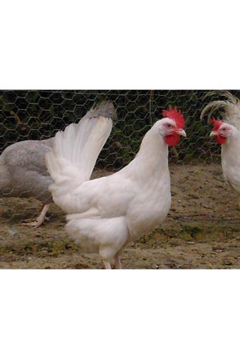 Sude Hayvancılık Tavuk Yumurtası 24'lü