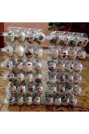 Sude Hayvancılık Bıldırcın Yumurtası 480'li