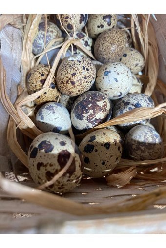 Akyayla Kahvaltı Evi Organik Bıldırcın Yumurtası 10'lu