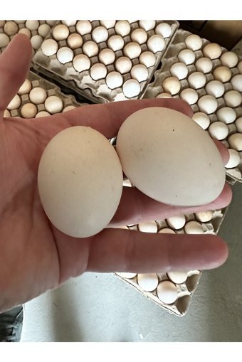 Çiftlik Organik Tavuk Yumurtası 21'li