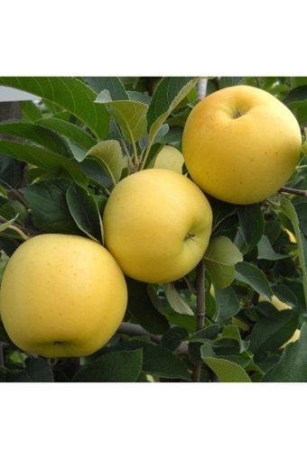 Kastamonu Doğal Bahçe Elma Marmelatı 500 gr