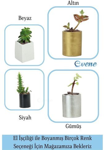 Evene Mini Çiçek Küçük Sukulent Kaktüs Düz Yuvarlak Model Saksı Altın