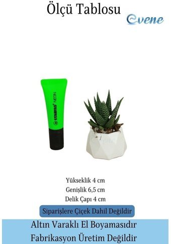 Evene Mini Sukulent Kaktüs Poly Model Saksı Beyaz