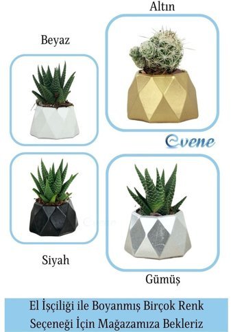 Evene Mini Sukulent Kaktüs Poly Model Saksı Altın