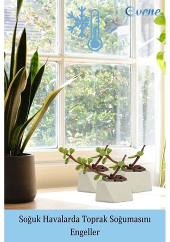 Evene Mini Sukulent Kaktüs Poly 2 Model Saksı Beyaz