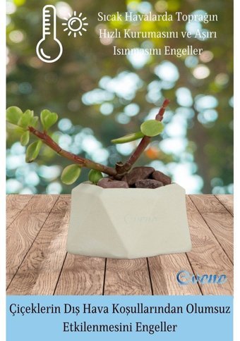 Evene Mini Sukulent Kaktüs Poly 2 Model Saksı Beyaz