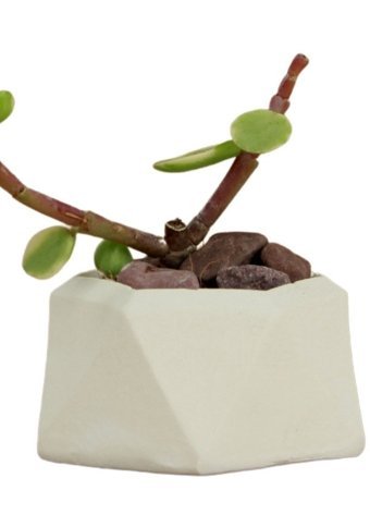 Evene Mini Sukulent Kaktüs Poly 2 Model Saksı Beyaz