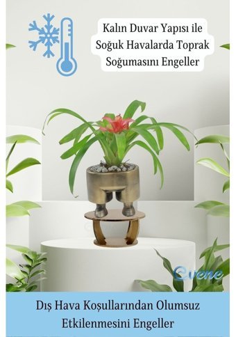 Evene Ahşap Ayaklı Beton Dekoratif Pantolon Model Saksı Altın Eskitme