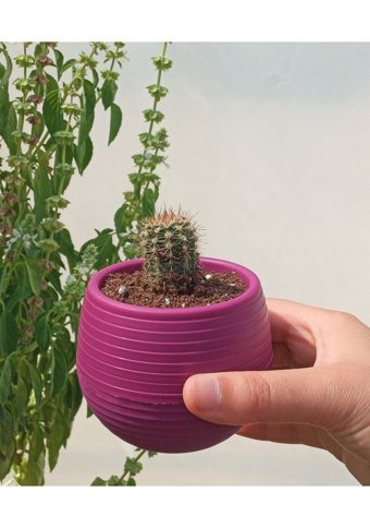 Asenya Kaktüs - Sukulent 0.55 lt 5 Adet Saksı Vişne Renk