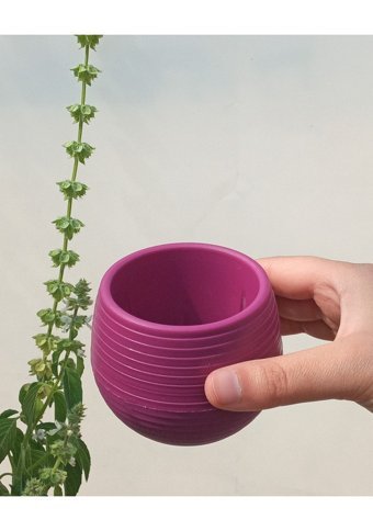 Asenya Kaktüs - Sukulent 0.55 lt 5 Adet Saksı Vişne Renk