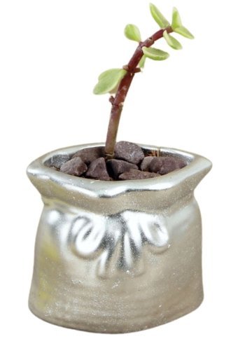 Evene Dekoratif Minik Kaktüs Saksısı Gümüş
