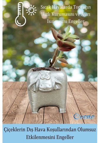 Evene Mini Sukulent Kaktüs İnek Model Saksı Gümüş