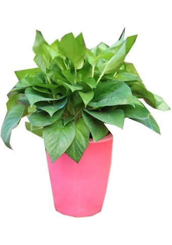 Maotai Shop Otomatik Plastik Saksı Pembe