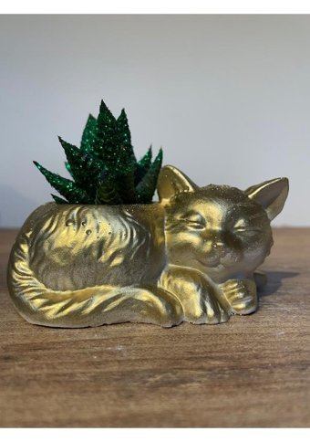 Pointflowers Altın Kedi Sukulent Kaktüs Saksı