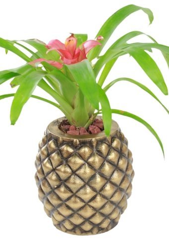 Evene Büyük Boy Ananas Model Saksı Altın Eskitme