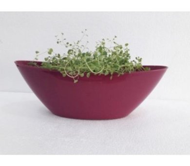 Asenya Plastik 3 Adet 32 lt Saksı Vişne