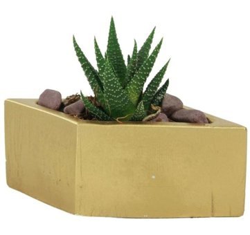 Evene Dekoratif Minik Kaktüs Dörtgen Model Saksı Altın