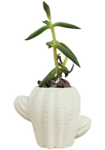 Evene Mini Çiçek Küçük Sukulent Kaktüs Kaktüs Figür Model Saksı Beyaz