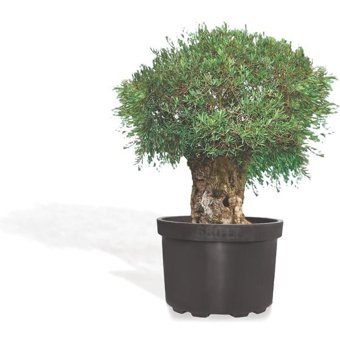 Serinova Peronline Premium 680 lt Üretim Saksı Siyah