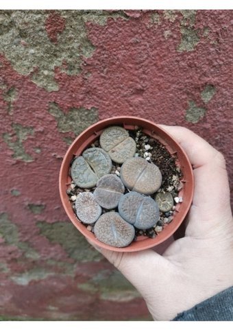 Toprak Toprak Lithops Taş Kaktüs Yaşayan Taş Kaktüs Kaya Kaktüs Saksı