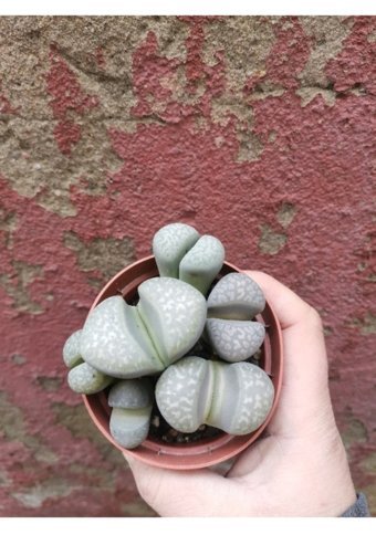Toprak Toprak Lithops Taş Kaktüs Yaşayan Taş Kaktüs Kaya Kaktüs Saksı