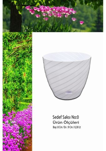 Montesev Sedef Çiçek 0.30 lt Saksı Beyaz