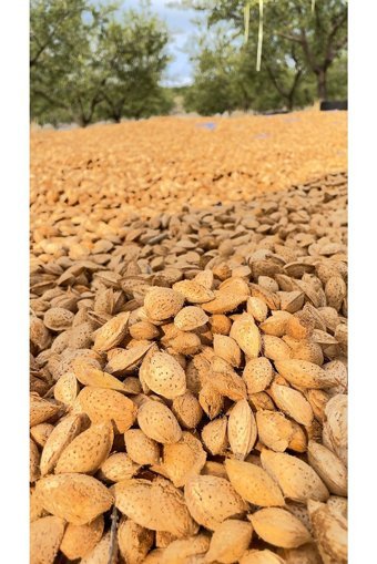 Seymen Bademliği Organik Tane Çiğ Kabuklu Badem 1 kg