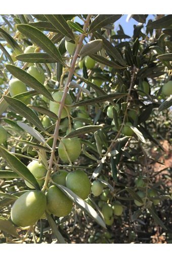 Gerekseal Salamura Kırma Yeşil Zeytin Pet Kavanoz 5 kg