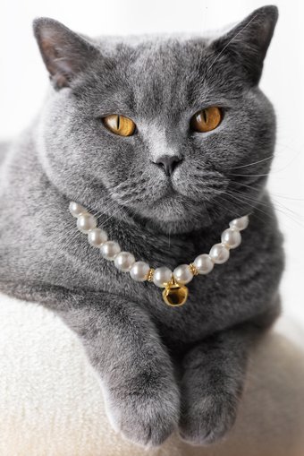 Petella Zilli İncili Beyaz Ayarlanabilir Gezdirme Boyun Kedi Tasması