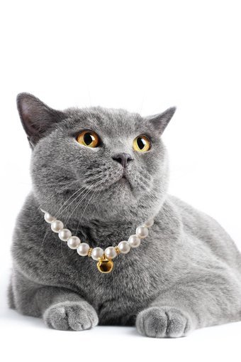 Petella Zilli İncili Beyaz Ayarlanabilir Gezdirme Boyun Kedi Tasması