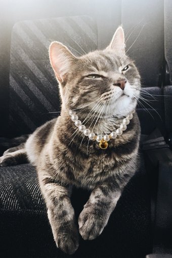 Petella Zilli İncili Beyaz Ayarlanabilir Gezdirme Boyun Kedi Tasması