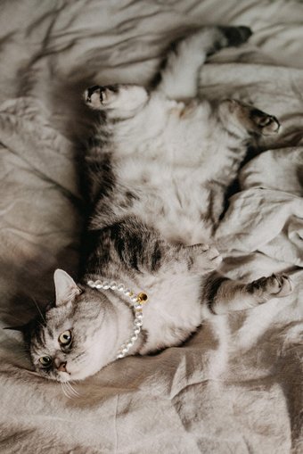 Petella Zilli İncili Beyaz Ayarlanabilir Gezdirme Boyun Kedi Tasması