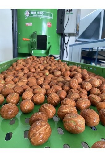 Sultan Ceviz Bahçeleri Organik Tane Kabuklu Ceviz 5 kg
