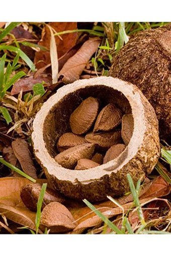 Organik Bitkim Organik Tane Ceviz İçi 500 gr