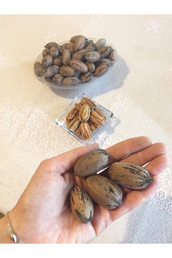 Yuvadan Organik Tane Kabuklu Pikan Cevizi 1 kg