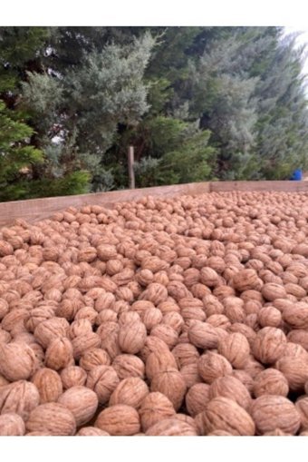 Sultan Ceviz Bahçeleri Organik Tane Kabuklu Ceviz 3 kg