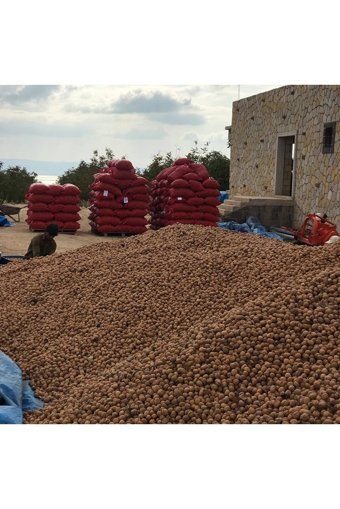 Gazisofraantep Organik Tane Kabuklu Ceviz 10 kg