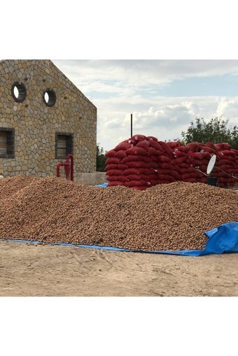 Gazisofraantep Organik Tane Kabuklu Ceviz 10 kg