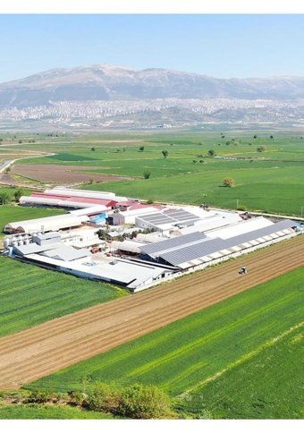Akalp Çiftliği Yeşil Zeytin 350 grr