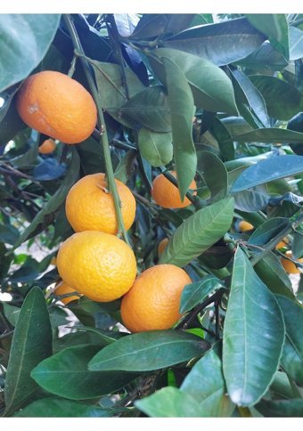Doğal Bizden Mandalina Sirke 500 ml