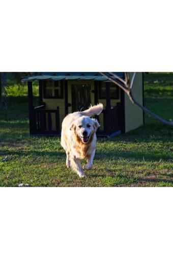 Mandu Golf Edition Yalıtımlı Çitli Dış Mekan Ahşap Köpek Kulubesi