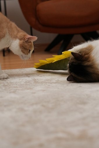 Pawdaz Peluş Tüylü Tırmalama Yavru Kedi Oyuncağı